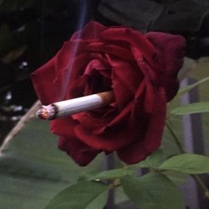 Meet your Posher, Jaelene